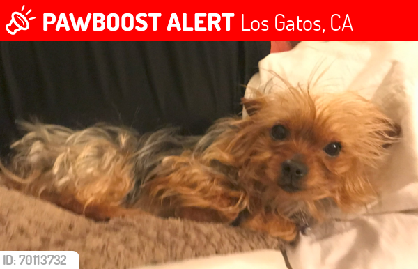 Lost Female Dog last seen Near Los Gatos Saratoga road (Los Gatos Lodge), Los Gatos, CA 95032