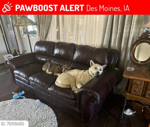 Lost Female Dog last seen Emma ave, Des Moines, IA 50315