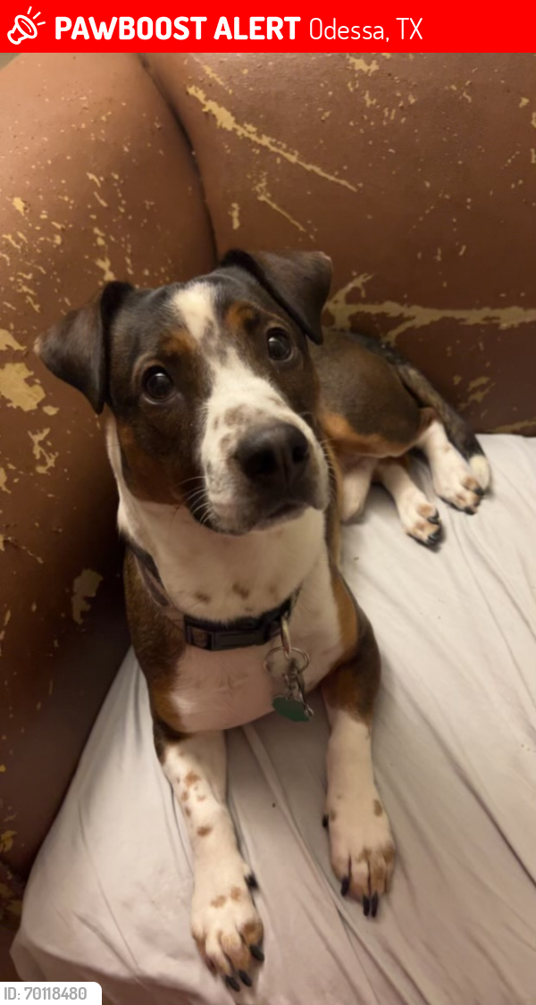 Lost Male Dog last seen 42nd , Odessa, TX 79762