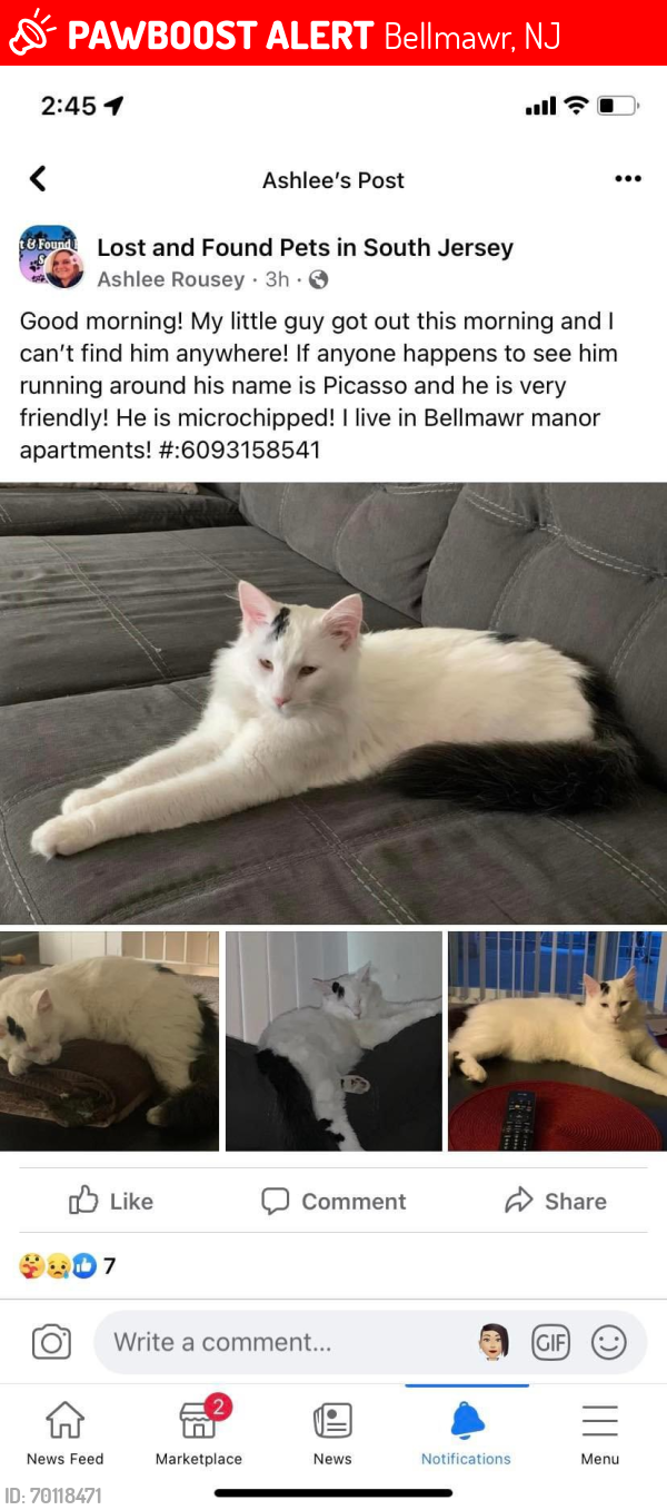 Lost Male Cat last seen Browning rd., Bellmawr, NJ 08031