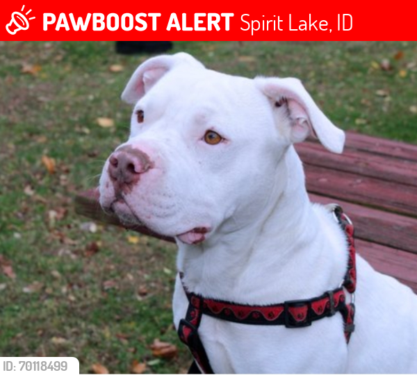 Lost Female Dog last seen White horse saloon, Spirit Lake, ID 83869