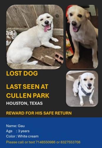 Lost Male Dog last seen Cullen Park, Houston 77084, Houston, TX 77084