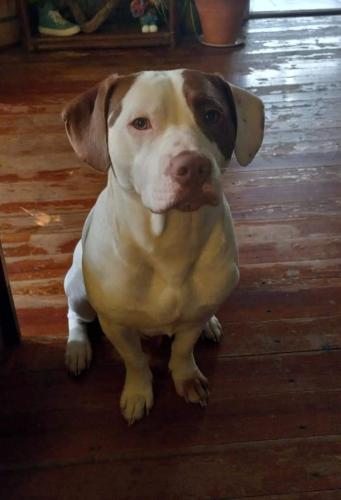 Lost Male Dog last seen Division and 125, Taylor Township, MO 65757