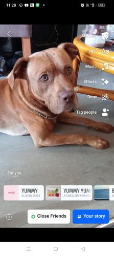 Lost Male Dog last seen Rockingham WA, Perth, wanbro 6169, Waikiki, WA 6169