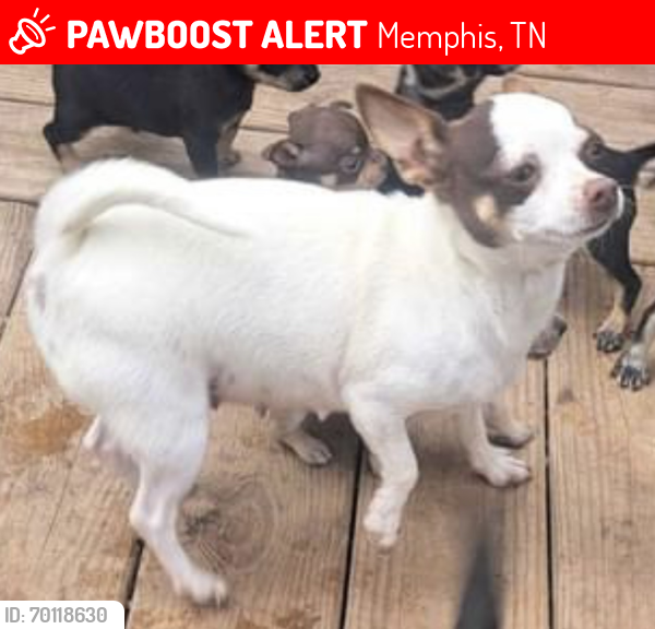 Lost Female Dog last seen Truman Rd 38108, Memphis, TN 38108
