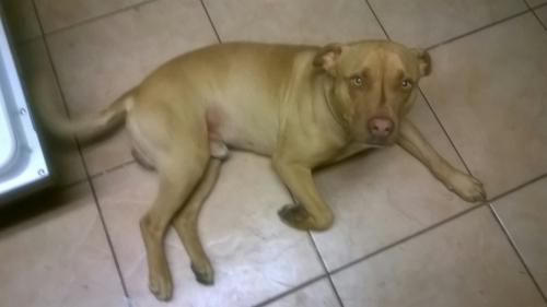 Lost Male Dog last seen 1st and Biloxi Way , Aurora, CO 80018