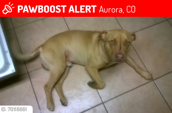 Lost Male Dog last seen 1st and Biloxi Way , Aurora, CO 80018