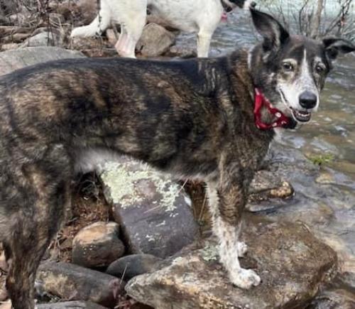 Lost Male Dog last seen Ashmore Avenue near the Ark Pet Spa, Red Bank, TN 37405