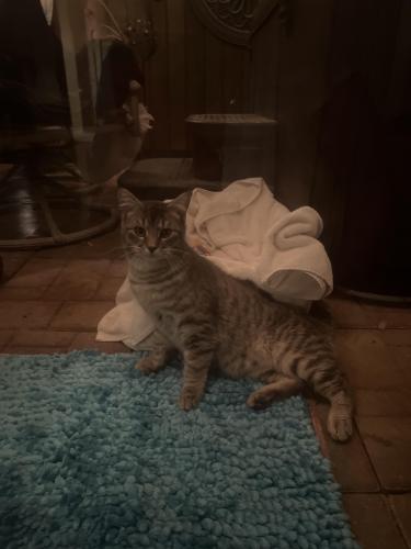 Found/Stray Male Cat last seen Boca Raton , Fort Worth, TX 76112