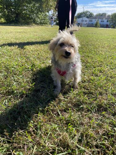 Lost Female Dog last seen Tide water and chester. By mariners watch apts , Norfolk, VA 23503