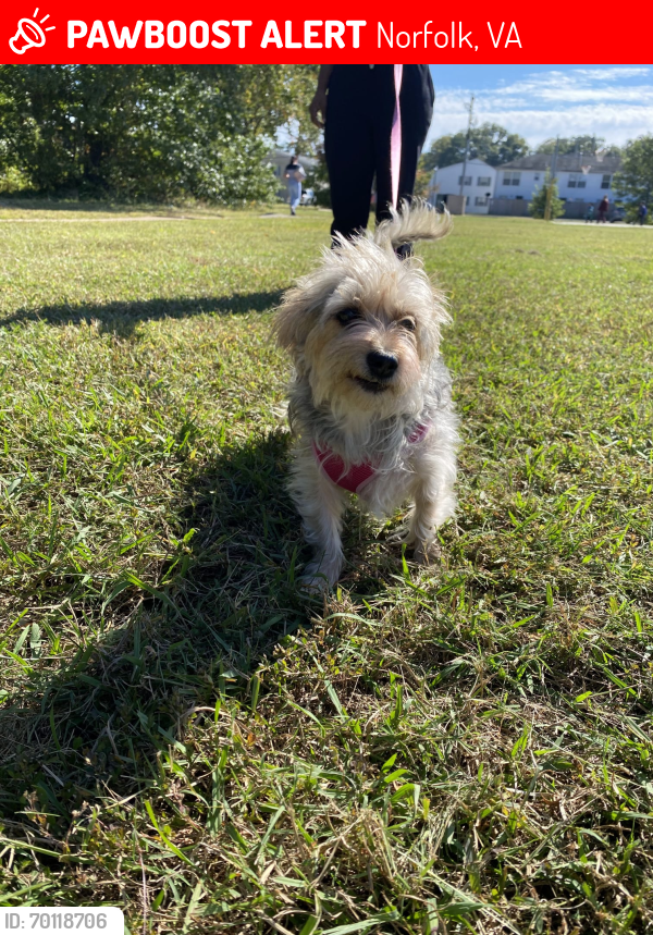 Lost Female Dog last seen Tide water and chester. By mariners watch apts , Norfolk, VA 23503