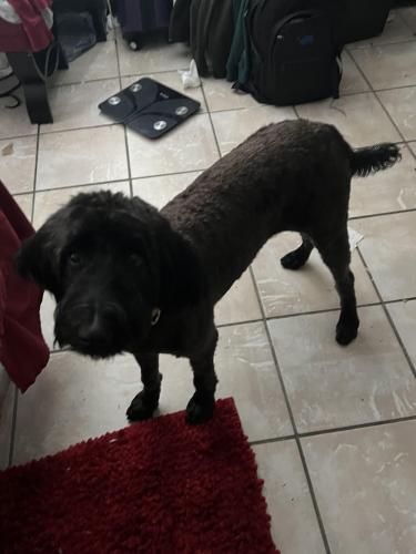 Lost Female Dog last seen S Avenue D and Pond street, Humble, TX 77338