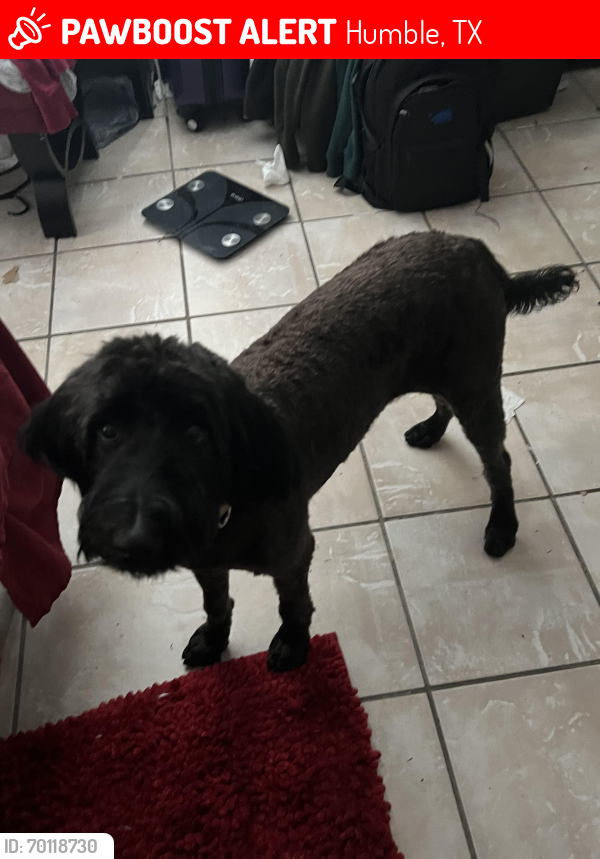 Lost Female Dog last seen S Avenue D and Pond street, Humble, TX 77338