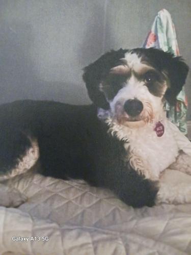 Lost Female Dog last seen Shirley st Perkins st, Winthrop, MA 02152