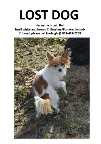 Lost Female Dog last seen State hwy 78 across from Walmart , Wylie, TX 75098