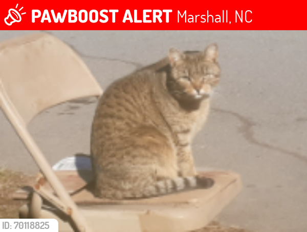Lost Female Cat last seen Area @ Elderberry Healthcare, fairground, Print pack. Animal shelter , Marshall, NC 28753