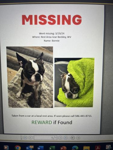Lost Female Dog last seen Rest area off 77 south, Beckley, WV 25801