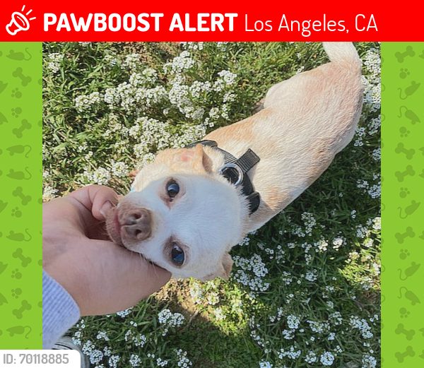 Lost Female Dog last seen Century blvd., Los Angeles, CA 90044