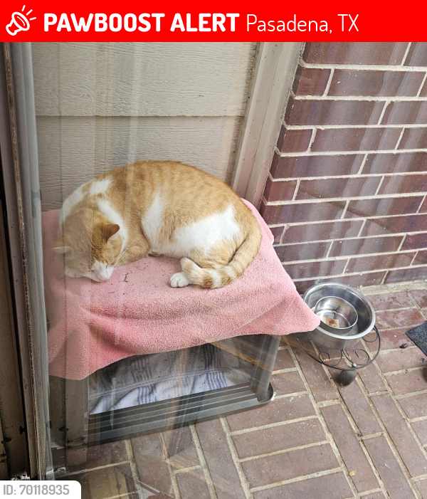 Lost Male Cat last seen Space Center, Pasadena, TX 77505