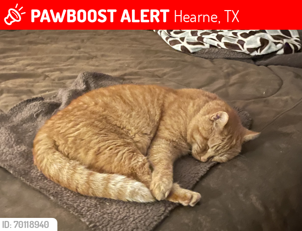 Lost Male Cat last seen Between Tabor and OSR , Hearne, TX 77859