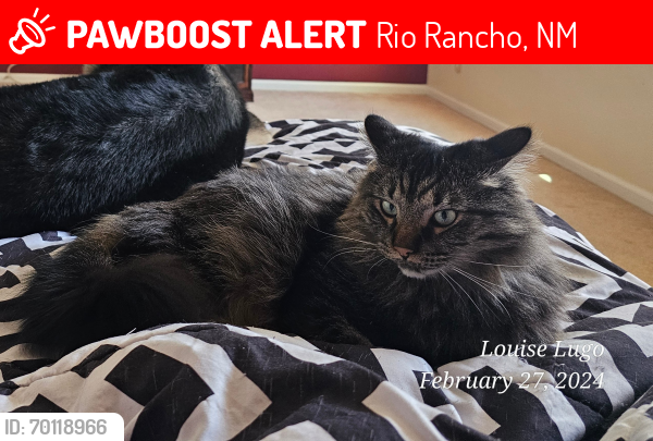 Lost Male Cat last seen Loma colorado , Rio Rancho, NM 87124