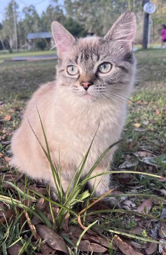 Lost Female Cat last seen Near past GiGi’s and the Rainbow Store, Chipley, FL 32428