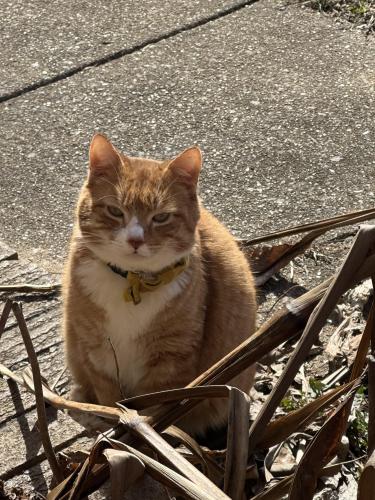 Lost Male Cat last seen Near Dayton Pike, Soddy-Daisy, TN 37379, Soddy-Daisy, TN 37379