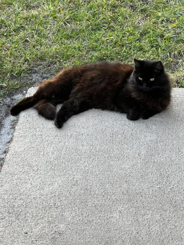 Lost Male Cat last seen Near NW 26Th CT, Boca Raton, FL 33434