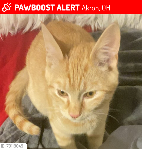 Lost Male Cat last seen Corner of thornton st an brown near by streets are Kling st, voris st, , Akron, OH 44311