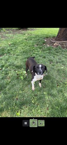 Lost Female Dog last seen Elkhorn Park, Lexington, KY 40507