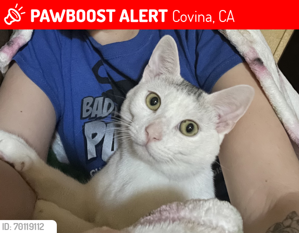 Lost Male Cat last seen Badillo Ave and Glendora Ave, Covina, CA 91724
