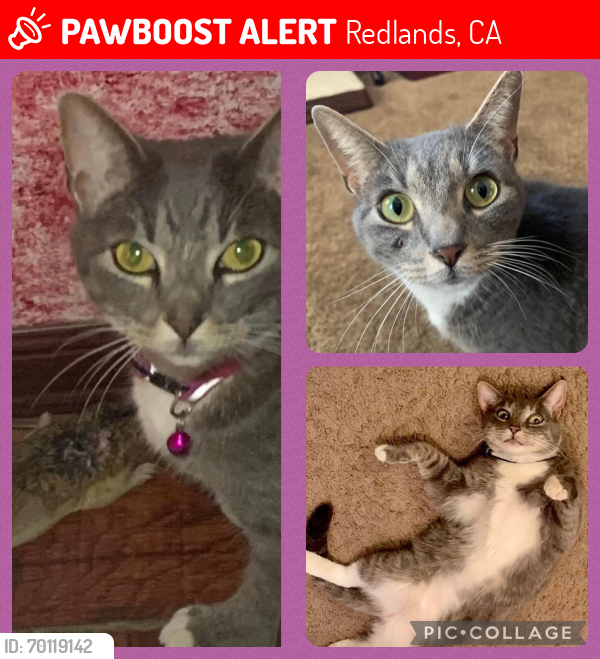 Lost Female Cat last seen Glover street, Redlands, CA 92374