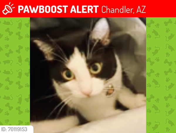 Lost Female Cat last seen Gail and orchid, Chandler, AZ 85225
