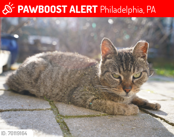 Lost Female Cat last seen Between Tulip and Sepviva and Norris and Susquehanna, Philadelphia, PA 19125