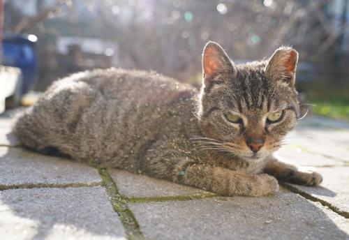 Lost Female Cat last seen Between Tulip and Sepviva and Norris and Susquehanna, Philadelphia, PA 19125