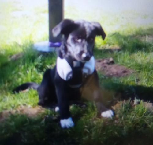 Lost Female Dog last seen Chery, Olympia, WA 98501