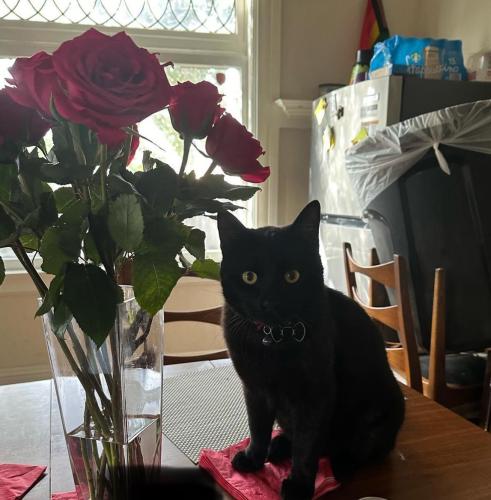 Lost Male Cat last seen Fourth and Reed, San Jose, CA 95112