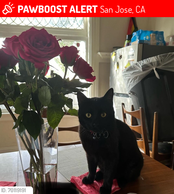 Lost Male Cat last seen Fourth and Reed, San Jose, CA 95112