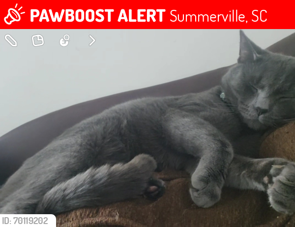 Lost Male Cat last seen Summerwood Community , Summerville, SC 29483