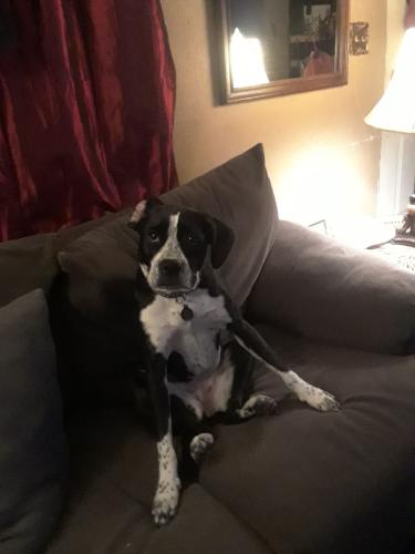 Lost Female Dog last seen Weinbach and Covert, Evansville, IN 47714