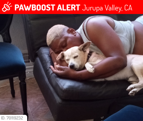 Riverside CA Lost Male Dog Brodie Is Missing PawBoost