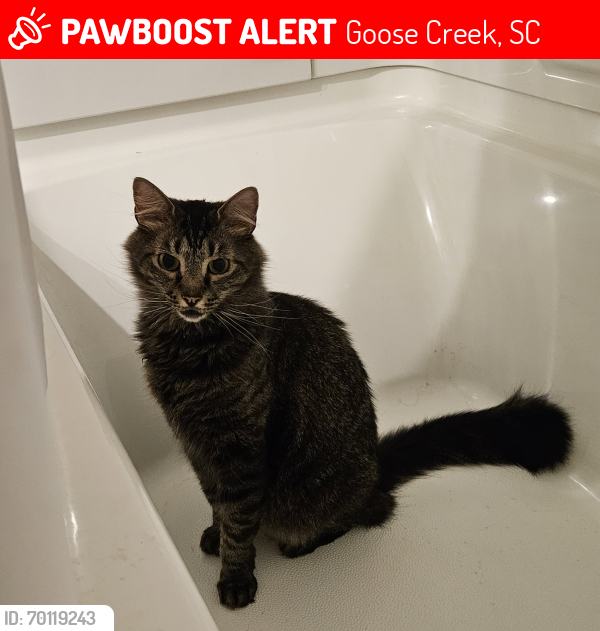 Lost Male Cat last seen St James Road, Goose Creek, SC 29486