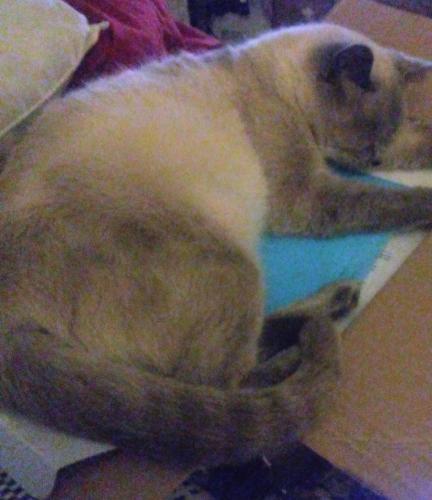 Lost Male Cat last seen South 11th East avenue sipple Grand boulevard, Hamilton, OH 45011