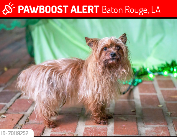Lost Male Dog last seen Bluebonnet Extension near River Rd, Baton Rouge, LA 70810