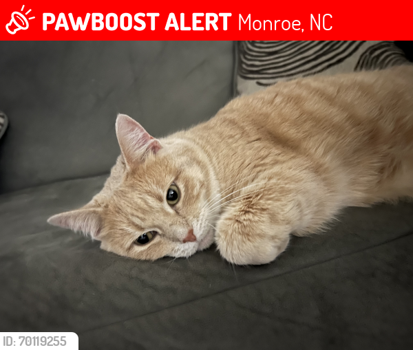 Lost Female Cat last seen Revelant Way, Monroe, NC 28110