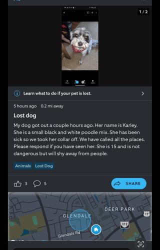 Lost Female Dog last seen Near cnu , Newport News, VA 23606