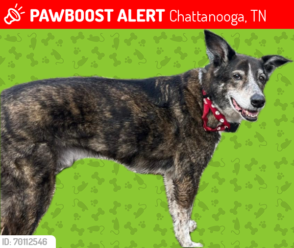 Lost Male Dog last seen Dayton Blvd, near Taco Bell in Red Bank, Chattanooga, TN 37415