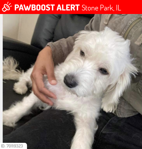 Lost Female Dog last seen Soffel and 36 ave, Stone Park, IL 60165