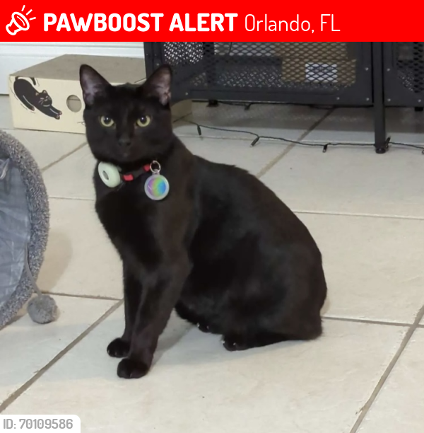 Lost Male Cat last seen Pink Carnation Ct, Orlando, FL 32825