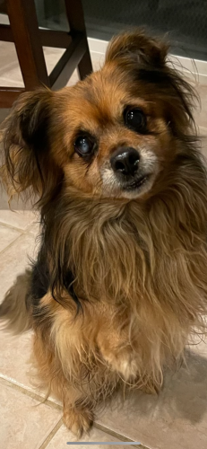 Lost Male Dog last seen Residential neighborhood in foothills sj, San Jose, CA 95148
